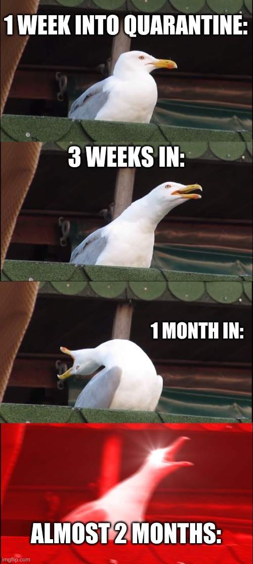 Insanity of a seagull during quarantine | 1 WEEK INTO QUARANTINE:; 3 WEEKS IN:; 1 MONTH IN:; ALMOST 2 MONTHS: | image tagged in memes,inhaling seagull | made w/ Imgflip meme maker
