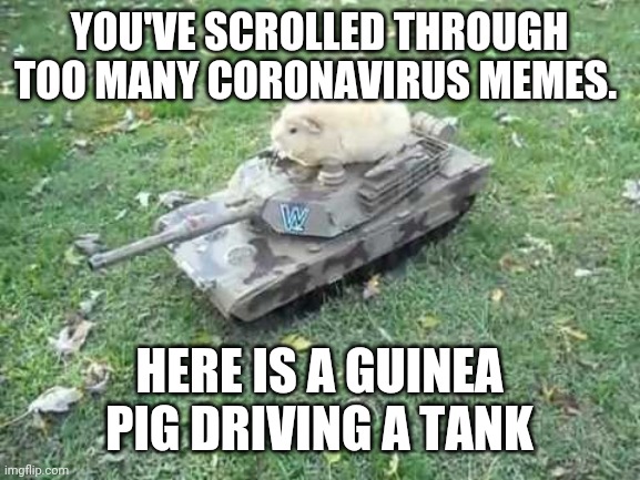 Guinea pig tank | YOU'VE SCROLLED THROUGH TOO MANY CORONAVIRUS MEMES. HERE IS A GUINEA PIG DRIVING A TANK | image tagged in guinea pig tank | made w/ Imgflip meme maker