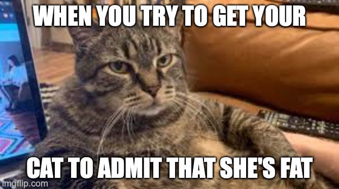 WHEN YOU TRY TO GET YOUR; CAT TO ADMIT THAT SHE'S FAT | image tagged in fat cat | made w/ Imgflip meme maker