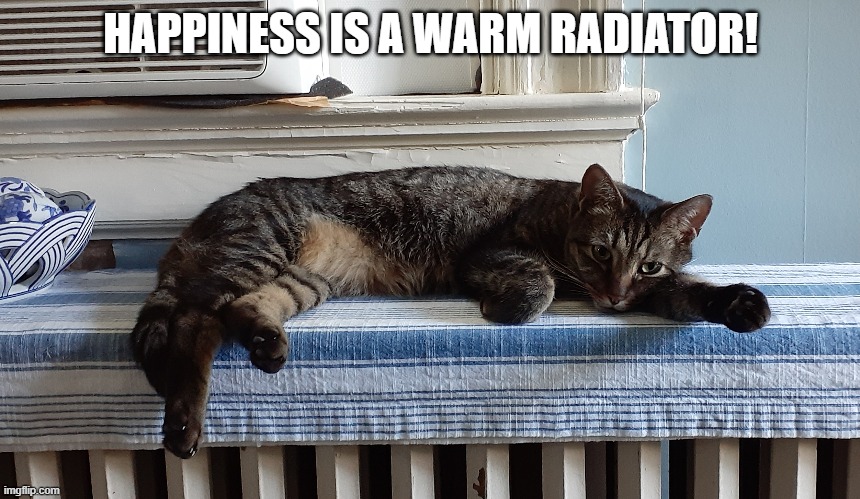 Happy cat | HAPPINESS IS A WARM RADIATOR! | image tagged in funny cat | made w/ Imgflip meme maker