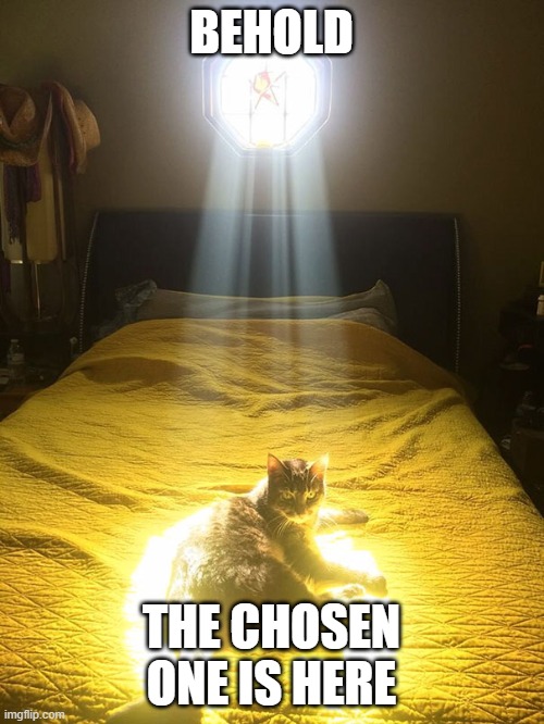 Chosen One cat | BEHOLD THE CHOSEN ONE IS HERE | image tagged in chosen one cat | made w/ Imgflip meme maker