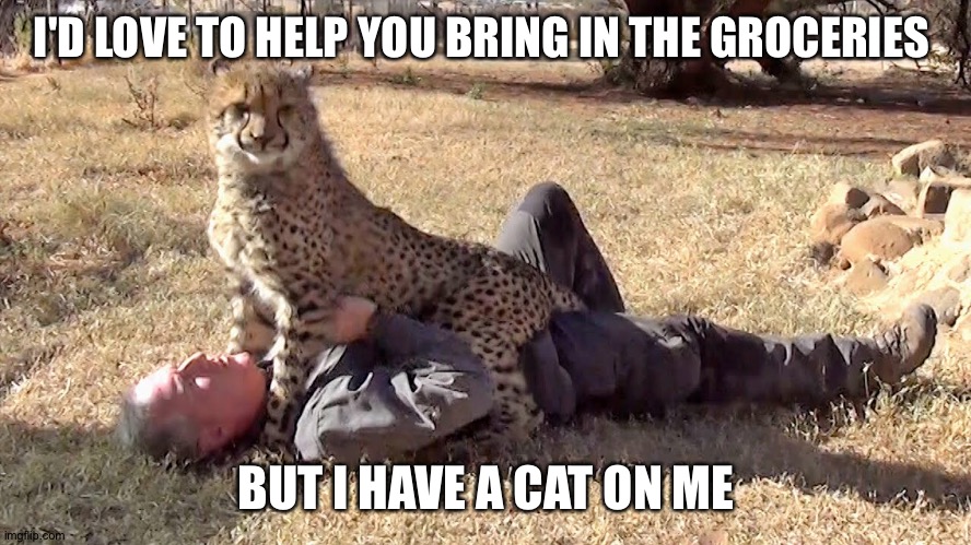 Loafy sit wherever | I'D LOVE TO HELP YOU BRING IN THE GROCERIES; BUT I HAVE A CAT ON ME | image tagged in funny memes | made w/ Imgflip meme maker