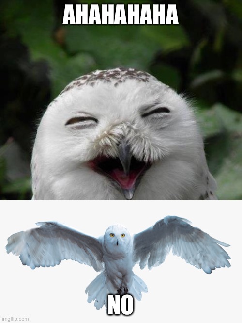 snowy owl | AHAHAHAHA; NO | image tagged in snowy owl,harry potter | made w/ Imgflip meme maker