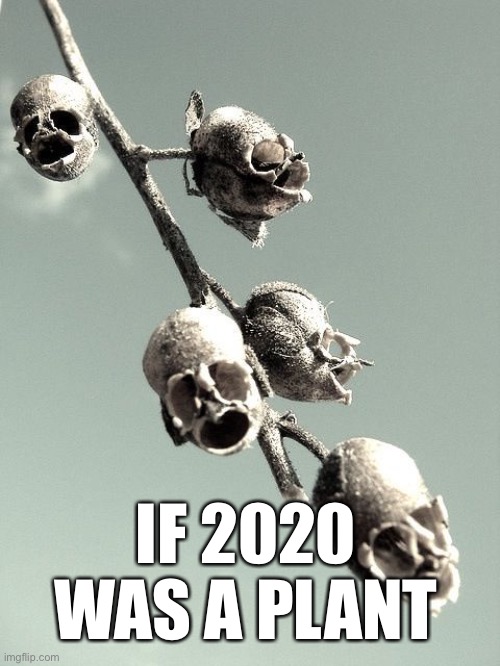 2020 Coronavirus Plant | IF 2020 WAS A PLANT | image tagged in 2020,coronavirus,dark humor,funny,coronavirus meme,skulls | made w/ Imgflip meme maker