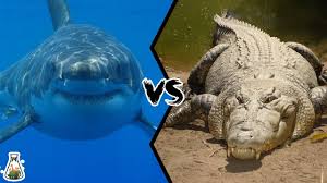 Shark vs Croc Blank Meme Template