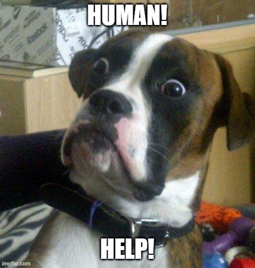 Scared dog | HUMAN! HELP! | image tagged in scared dog | made w/ Imgflip meme maker