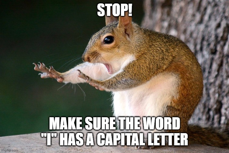 Squirrel no | STOP! MAKE SURE THE WORD "I" HAS A CAPITAL LETTER | image tagged in squirrel no | made w/ Imgflip meme maker