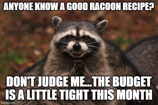 racoon recipes | ANYONE KNOW A GOOD RACOON RECIPE? DON'T JUDGE ME...THE BUDGET IS A LITTLE TIGHT THIS MONTH | image tagged in evil genius racoon | made w/ Imgflip meme maker