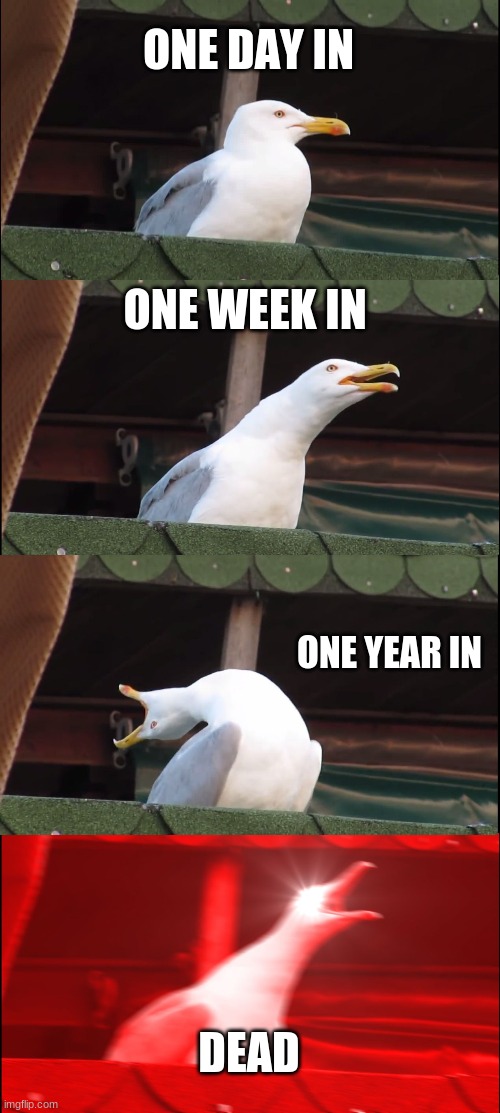 Inhaling Seagull | ONE DAY IN; ONE WEEK IN; ONE YEAR IN; DEAD | image tagged in memes,inhaling seagull | made w/ Imgflip meme maker