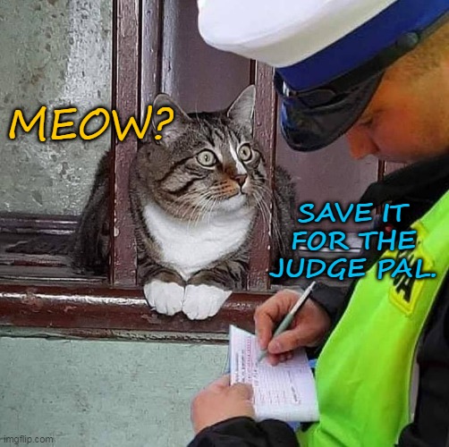Quarantine Cat | MEOW? SAVE IT FOR THE JUDGE PAL. | image tagged in memes,cats,quarantine,covid-19,coronavirus,corona | made w/ Imgflip meme maker