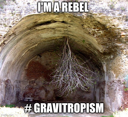 I'M A REBEL; # GRAVITROPISM | image tagged in science,plants,plant | made w/ Imgflip meme maker