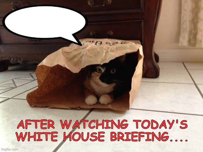 C-19 cat advice | AFTER WATCHING TODAY'S WHITE HOUSE BRIEFING.... | image tagged in whitehouse,cat,covid-19,depressed cat,so i guess you can say things are getting pretty serious | made w/ Imgflip meme maker