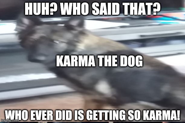 Korema (Karma The Dog) | HUH? WHO SAID THAT? KARMA THE DOG; WHO EVER DID IS GETTING SO KARMA! | image tagged in karma | made w/ Imgflip meme maker