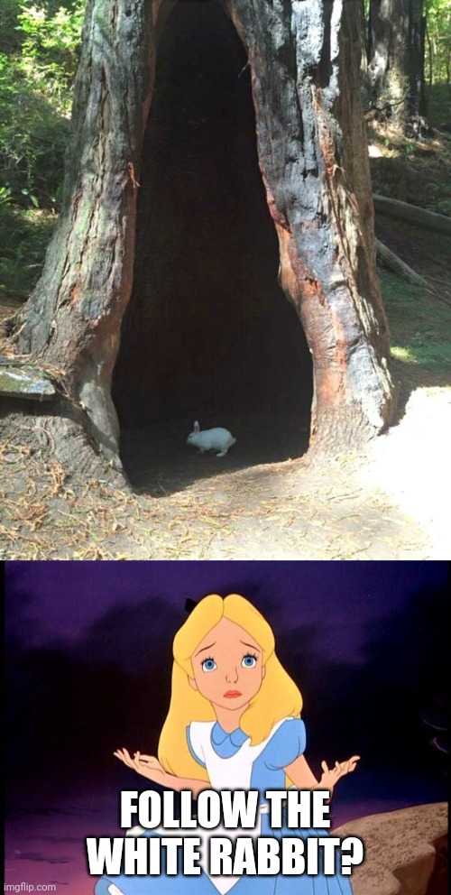 INTO THE BIG SCARY TREE | FOLLOW THE WHITE RABBIT? | image tagged in alice in wonderland,memes,rabbit | made w/ Imgflip meme maker