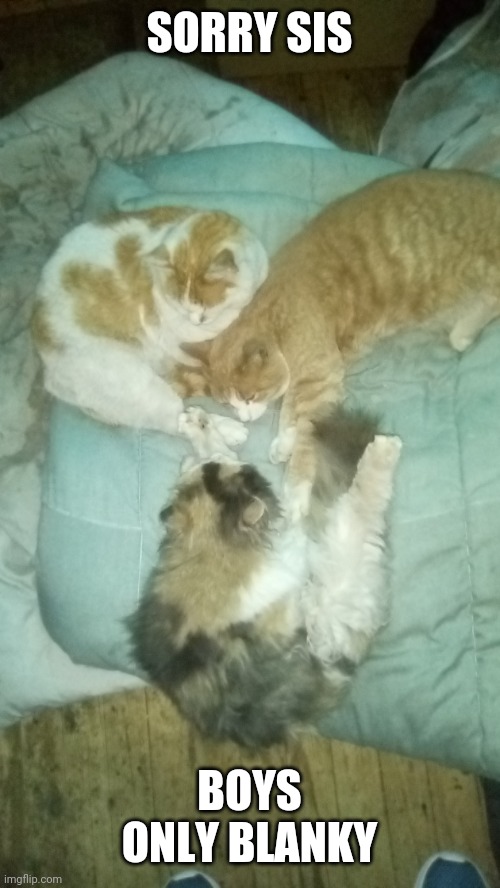 My silly kittys | SORRY SIS; BOYS ONLY BLANKY | image tagged in my silly kittys | made w/ Imgflip meme maker