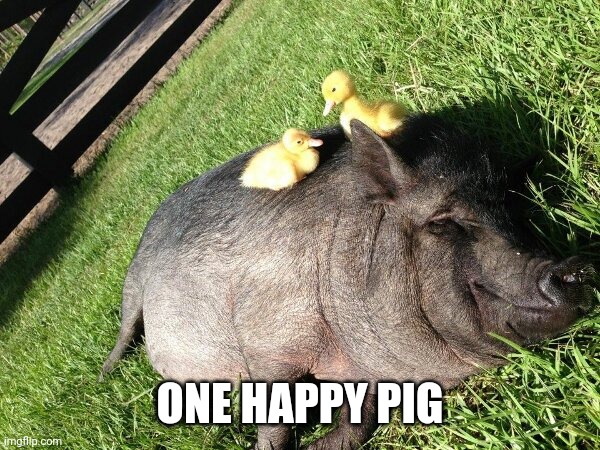 DUCKLING BACK MASSAGE | ONE HAPPY PIG | image tagged in duck,duckling,pig | made w/ Imgflip meme maker