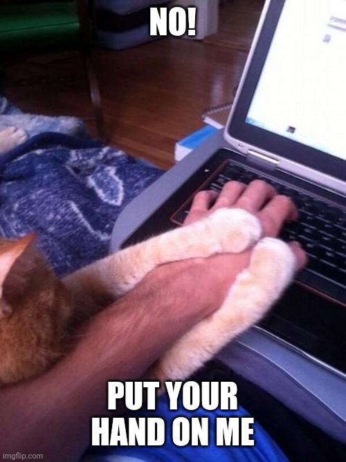 KITTY WANTS PETS | NO! PUT YOUR HAND ON ME | image tagged in cats,funny cats | made w/ Imgflip meme maker