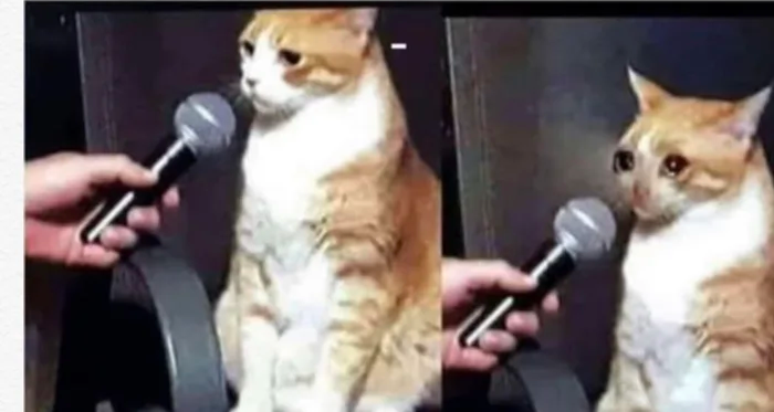 Interviewer cat Blank Meme Template