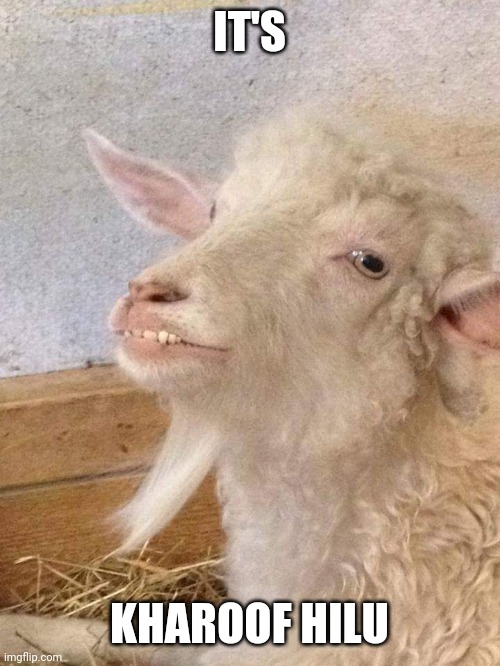 Goat | IT'S; KHAROOF HILU | image tagged in memes | made w/ Imgflip meme maker