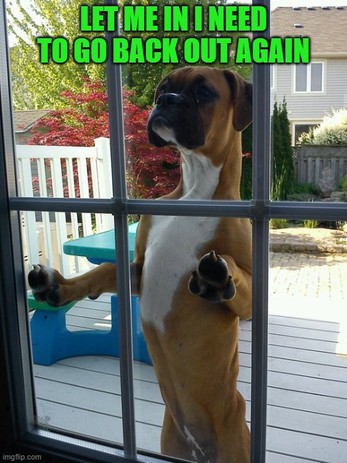 let me in to go back out | LET ME IN I NEED TO GO BACK OUT AGAIN | image tagged in dog,outside | made w/ Imgflip meme maker