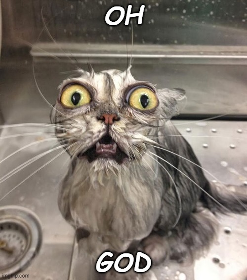 OH GOD | image tagged in intense cat | made w/ Imgflip meme maker