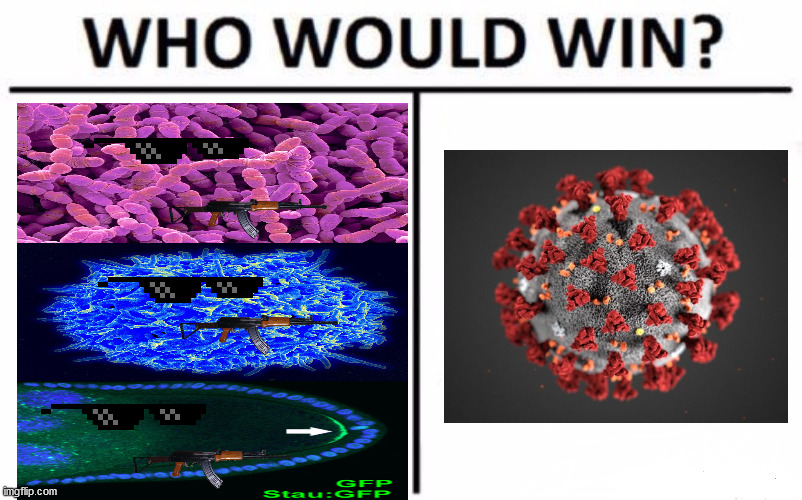 Who Would Win? | image tagged in memes,who would win | made w/ Imgflip meme maker