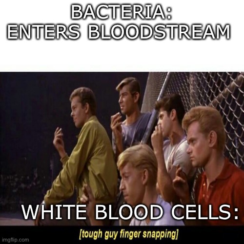 Tough Guy Finger Snapping |  BACTERIA: ENTERS BLOODSTREAM; WHITE BLOOD CELLS: | image tagged in tough guy finger snapping | made w/ Imgflip meme maker