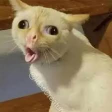 coughing cat Blank Meme Template