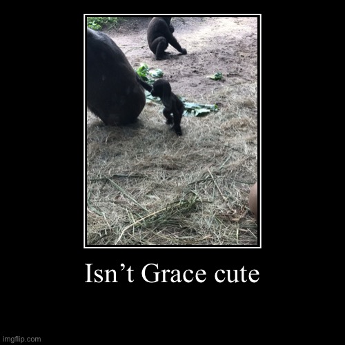 image tagged in demotivationals,gorilla,cute | made w/ Imgflip demotivational maker
