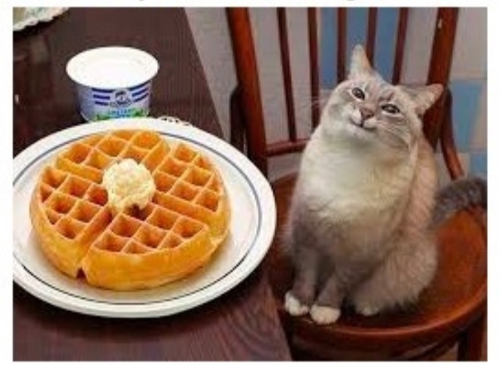 Cat smiling at waffle Blank Meme Template