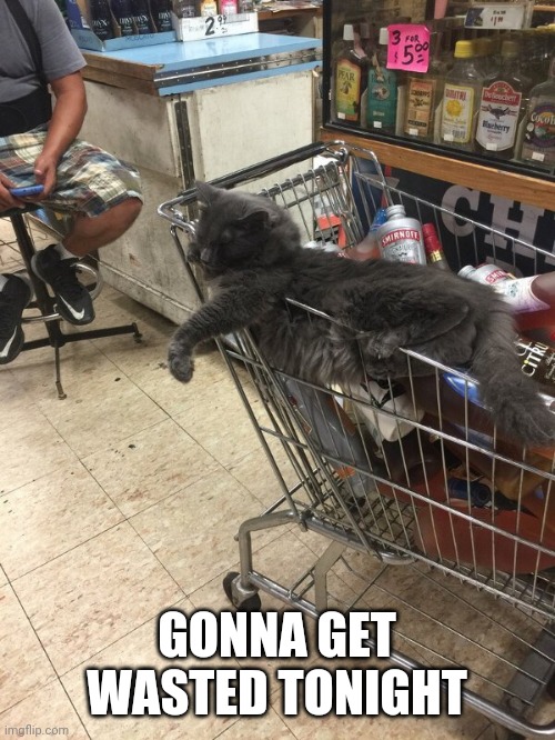 I WANNA PARTY WITH THAT CAT | GONNA GET WASTED TONIGHT | image tagged in cats,funny cats,alcohol | made w/ Imgflip meme maker