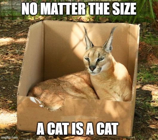 cat is cat | NO MATTER THE SIZE; A CAT IS A CAT | image tagged in cats | made w/ Imgflip meme maker