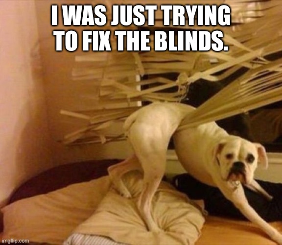 guilty dog | I WAS JUST TRYING TO FIX THE BLINDS. | image tagged in guilty dog | made w/ Imgflip meme maker
