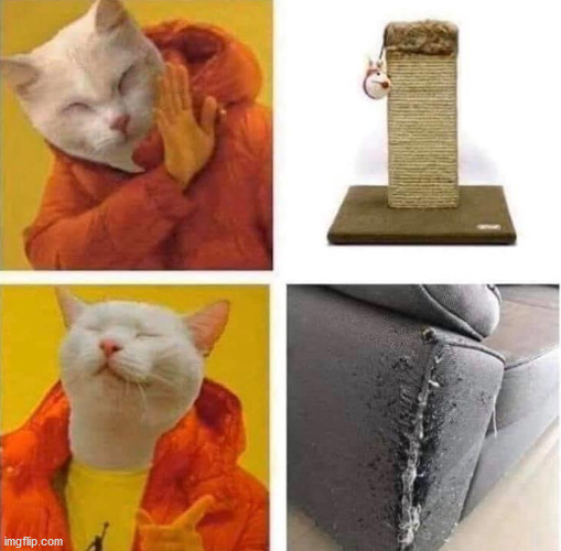 Cats never use what you give them, they claim things you don't want them to. | image tagged in cats | made w/ Imgflip meme maker