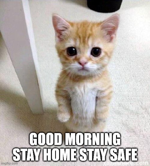 Cute Cat Meme | GOOD MORNING
STAY HOME STAY SAFE | image tagged in memes,cute cat | made w/ Imgflip meme maker