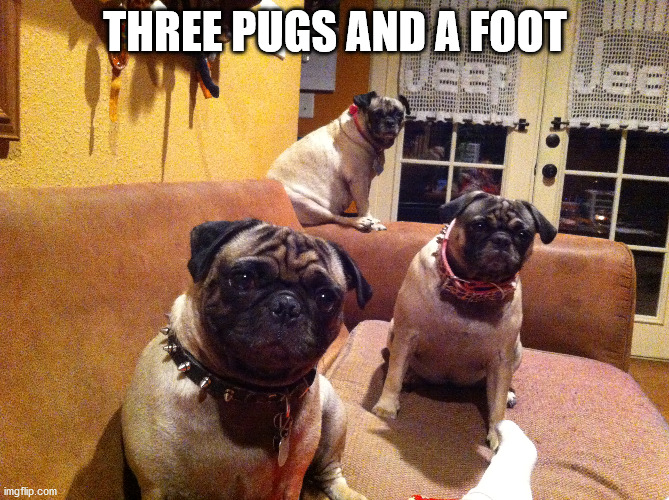 Just a foot | THREE PUGS AND A FOOT | image tagged in funny memes | made w/ Imgflip meme maker