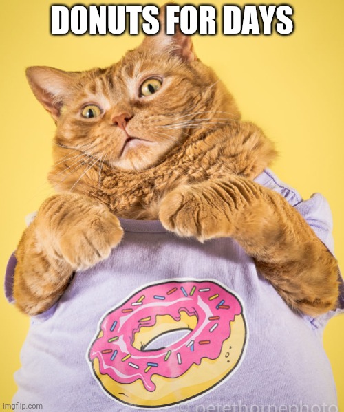 Chonk Cat Loves Donuts | DONUTS FOR DAYS | image tagged in chonk cat donut | made w/ Imgflip meme maker