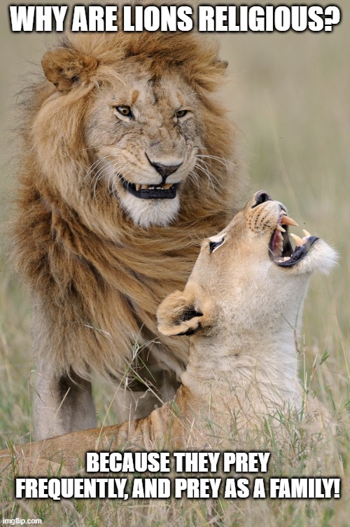 Church Going Cats | WHY ARE LIONS RELIGIOUS? BECAUSE THEY PREY FREQUENTLY, AND PREY AS A FAMILY! | image tagged in laughing lions | made w/ Imgflip meme maker