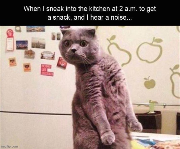image tagged in cat,funny,snack | made w/ Imgflip meme maker