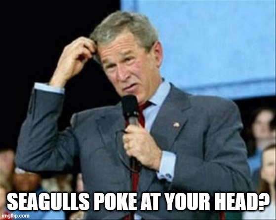 whut? | SEAGULLS POKE AT YOUR HEAD? | image tagged in whut | made w/ Imgflip meme maker