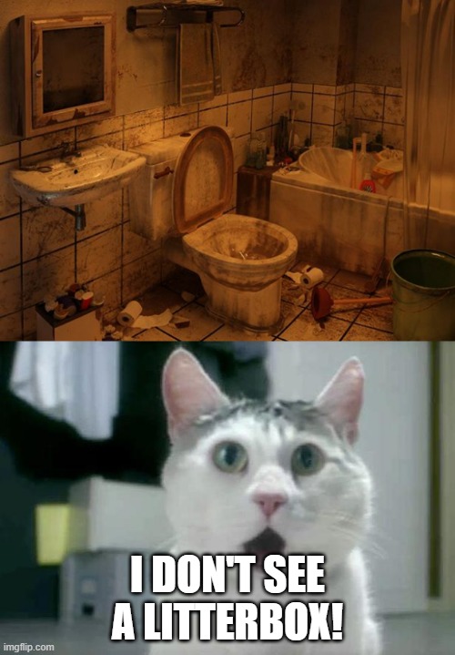 I DON'T SEE A LITTERBOX! | image tagged in memes,omg cat,dirty bathroom | made w/ Imgflip meme maker