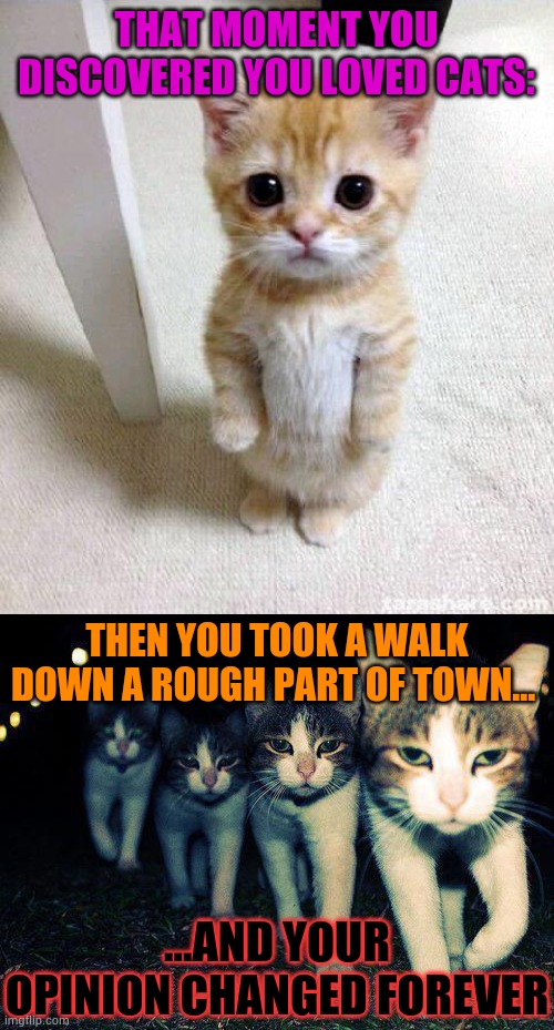 Cute vs. street cat | THAT MOMENT YOU DISCOVERED YOU LOVED CATS:; THEN YOU TOOK A WALK DOWN A ROUGH PART OF TOWN... ...AND YOUR OPINION CHANGED FOREVER | image tagged in memes,wrong neighboorhood cats,cute cat,funny | made w/ Imgflip meme maker