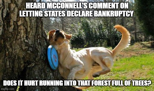 dog frisbee tree | HEARD MCCONNELL'S COMMENT ON LETTING STATES DECLARE BANKRUPTCY; DOES IT HURT RUNNING INTO THAT FOREST FULL OF TREES? | image tagged in dog frisbee tree,mitch mcconnell | made w/ Imgflip meme maker
