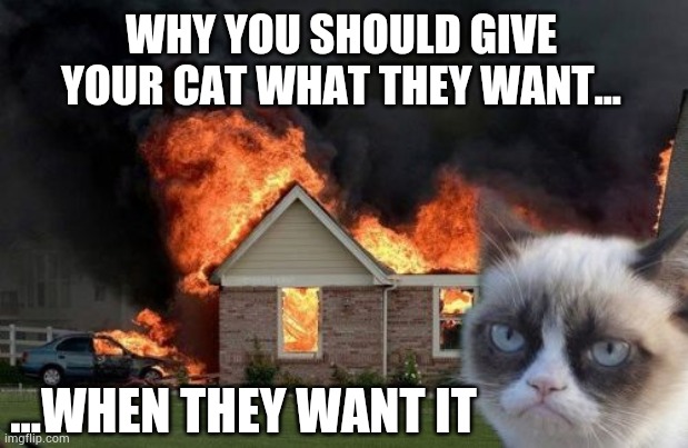 Happy cat = happy owner | WHY YOU SHOULD GIVE YOUR CAT WHAT THEY WANT... ...WHEN THEY WANT IT | image tagged in memes,burn kitty,grumpy cat,funny | made w/ Imgflip meme maker