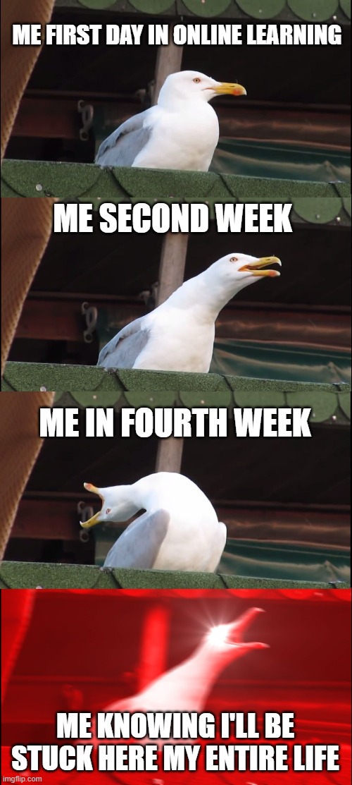 Inhaling Seagull Meme | ME FIRST DAY IN ONLINE LEARNING; ME SECOND WEEK; ME IN FOURTH WEEK; ME KNOWING I'LL BE STUCK HERE MY ENTIRE LIFE | image tagged in memes,inhaling seagull | made w/ Imgflip meme maker