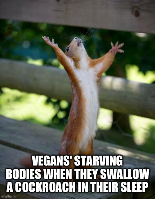 Happy Squirrel | VEGANS' STARVING BODIES WHEN THEY SWALLOW A COCKROACH IN THEIR SLEEP | image tagged in happy squirrel,vegan,vegans | made w/ Imgflip meme maker