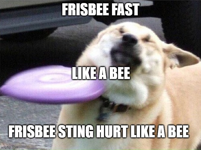 Dog hit by frisbee | FRISBEE FAST; LIKE A BEE; FRISBEE STING HURT LIKE A BEE | image tagged in dog hit by frisbee | made w/ Imgflip meme maker