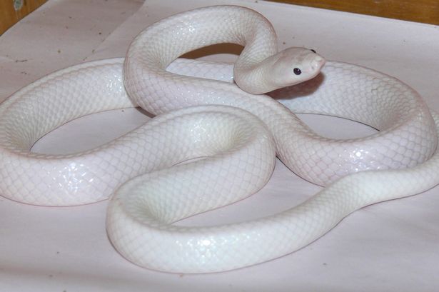 Albino Snake Blank Meme Template