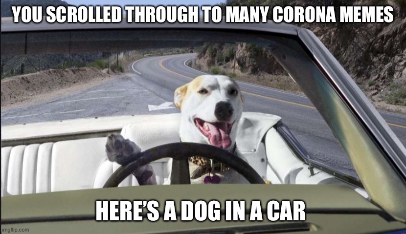 Dog in car | YOU SCROLLED THROUGH TO MANY CORONA MEMES; HERE’S A DOG IN A CAR | image tagged in dog in car | made w/ Imgflip meme maker