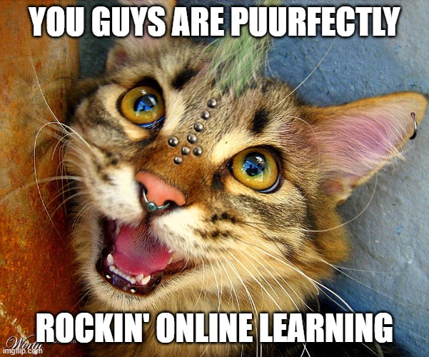 Rocking online learning | YOU GUYS ARE PUURFECTLY; ROCKIN' ONLINE LEARNING | image tagged in punk cat | made w/ Imgflip meme maker